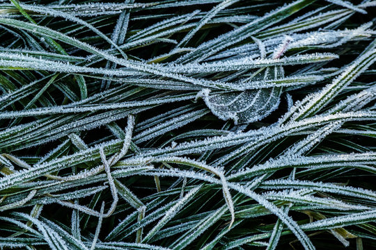 brinata su erba prato,primo piano foglie e erba