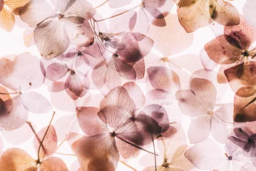 Foto op Aluminium roze hortensia bloemen op de witte achtergrond. floristisch concept © Maksim Shebeko