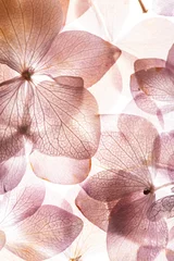  pink hydrangea flowers on the white background. floristic concept © Maksim Shebeko