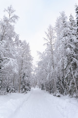 Country road through snowy forest in winter