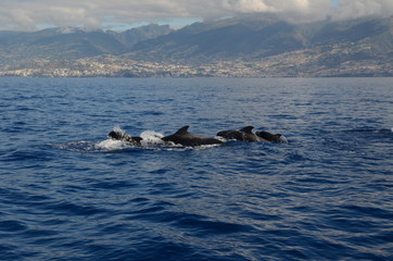 Tropical Parrot Whales off the coast of Madeira