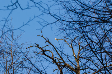 Great Grey Shrike (Lanius excubitor).