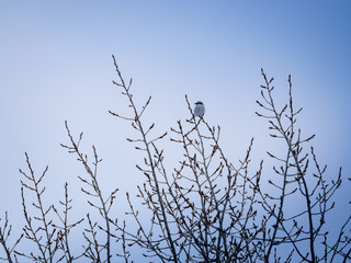 Great Grey Shrike (Lanius excubitor).