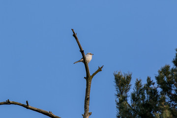 Great Grey Shrike (Lanius excubitor).