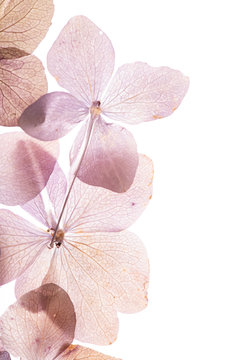 Fototapeta pink hydrangea flowers on the white background. floristic concept