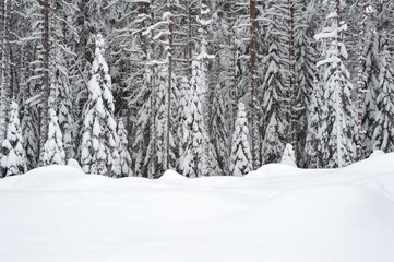 Snow covered trees in winter forest
