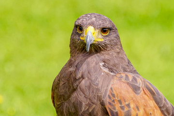 The picture of the wild eagle with nice colour of the wings and green grass blur as background