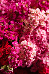 flowers of yarrow on dramatic black background
