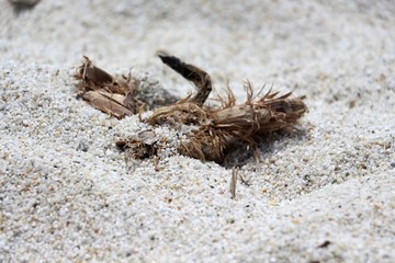 mare