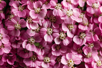 flowers of yarrow on dramatic black background