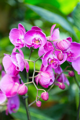 Pink orchid phalaenopsis against tropical greens