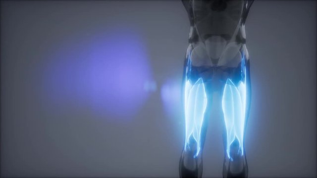 thigh muscles - Visible muscle anatomy map