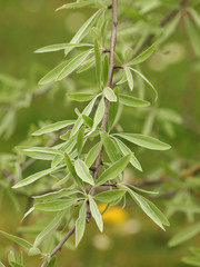 Pyrus salicifolia 'Pendula' - Feuilles argentées du poirier à feuilles de saule