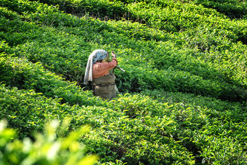 Peaking tea in tea plantation