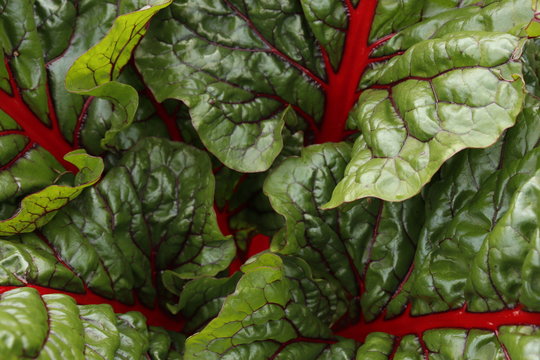 Red chard leaves, closeup.
