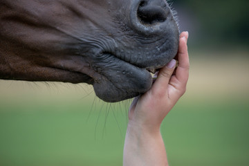 Hand einer jungen Frau füttert ihr Pferd