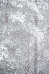 Snowing in the forest