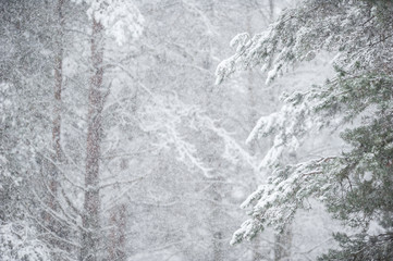 Snowing in the forest