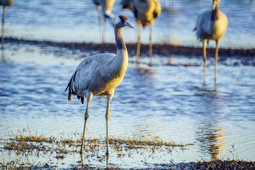 Common Crane birds in the Agamon Hula bird refuge