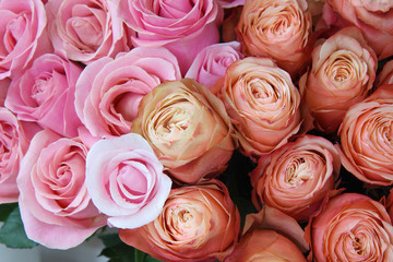 pink roses for background