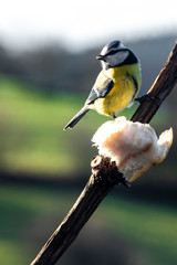 Nice coloured tit on a branch in front of the food on the branch in sun bright rays