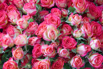 bouquet of pink roses