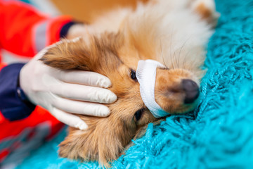 A emergency veterinarian treats with medical equipment a little Shetland Sheepdog