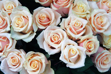 Natural roses background