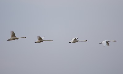 swans flying