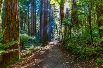 Schilderijen op glas Nieuw-Zeeland. Rotorua. Whakarewarewa Forest - The Reedwoods (Californische Reedwoods) © WitR