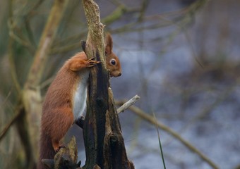 squirrel on tree