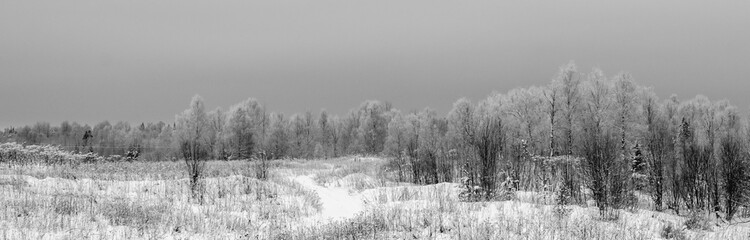fog in the forest