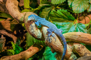 closeup of a blue spotted tree monitor on a branch, endangered lizard from the island of Batanta in Indonesia