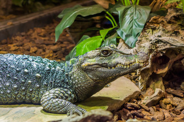 closeup of dwarf caiman alligator sitting on a stone, tropical reptile from america