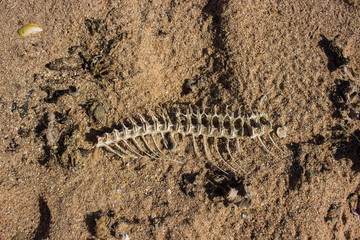 skeleton fish on the sand