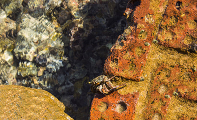 crab on stone in the sea