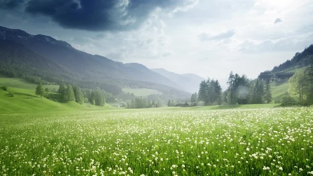 field of spring dandelions in Dolomites,South Tyrol, Italy