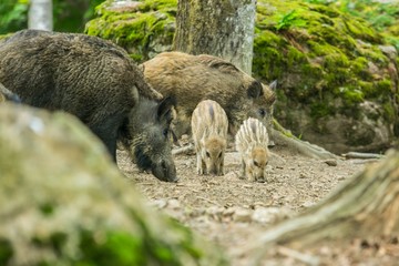 Wild boar family feeding themselves in forest on dry ground, parents and little striped piglets, tree trunk, blurry foreground, green moss on a rock in background
