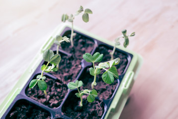 Top view of homegrown organic green Snow pea seedlings growing in natural window light inside in the kitchen at spring - Self-sufficient vegetable garden with healthy, fresh food