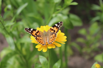 butterfly on flower