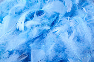 blue decorative feathers