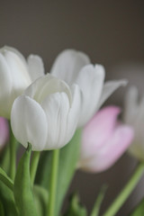 Tulpe Strauß in weiß und rosa und grünen blättern Stengel Niemand