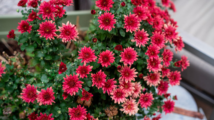 Naklejka premium flowers in the garden