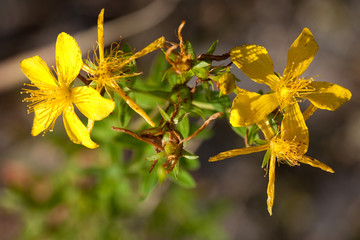 St John's wort