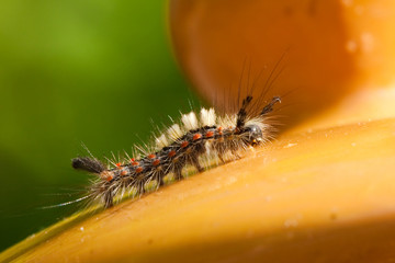 Caterpillar of the Rusty Tussock Moth