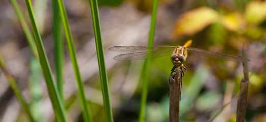 Red-veined darter