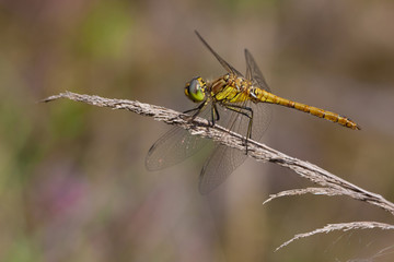 Red-veined darter