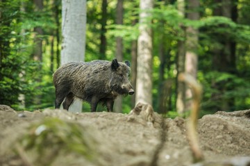 A wild boar standing in a forest, blurry green trees in background, summer day at nature reserve in Bavaria, Germany, blurry brown foreground