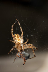  European garden spider