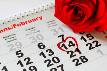 red rose lay on the calendar with the date of February 14 Valentine's day